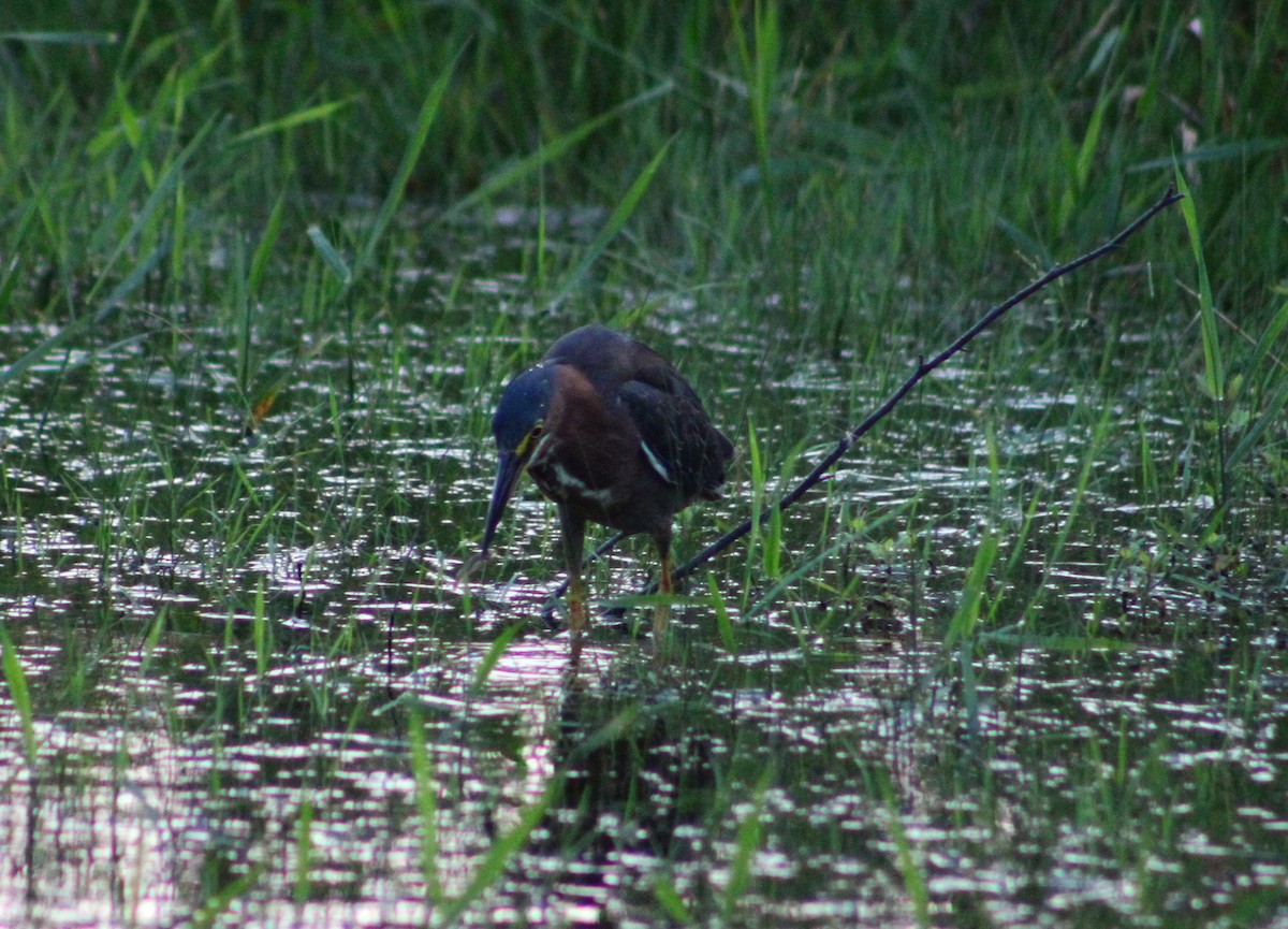 Green Heron - ML628184994