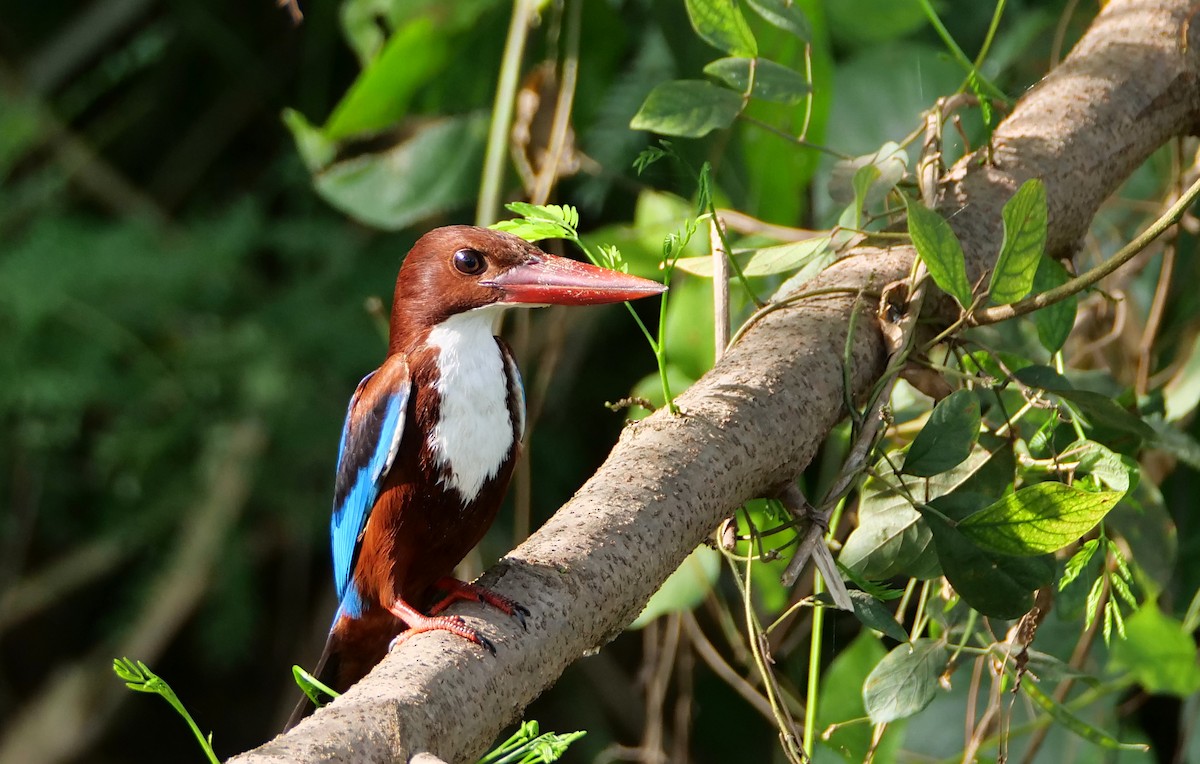 White-throated Kingfisher - Shaun Chang