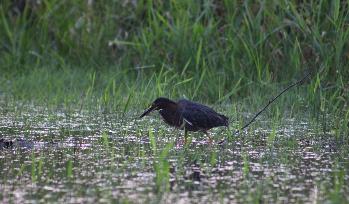 Green Heron - Anders Mordechai