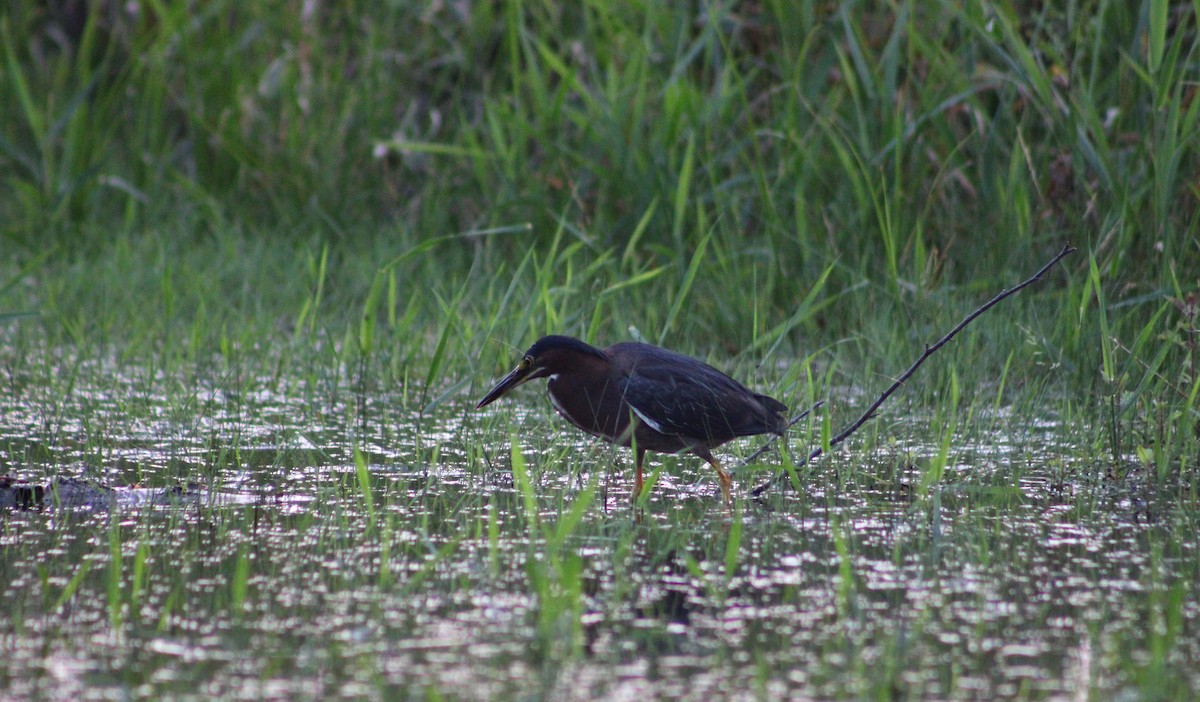 Green Heron - ML628185016