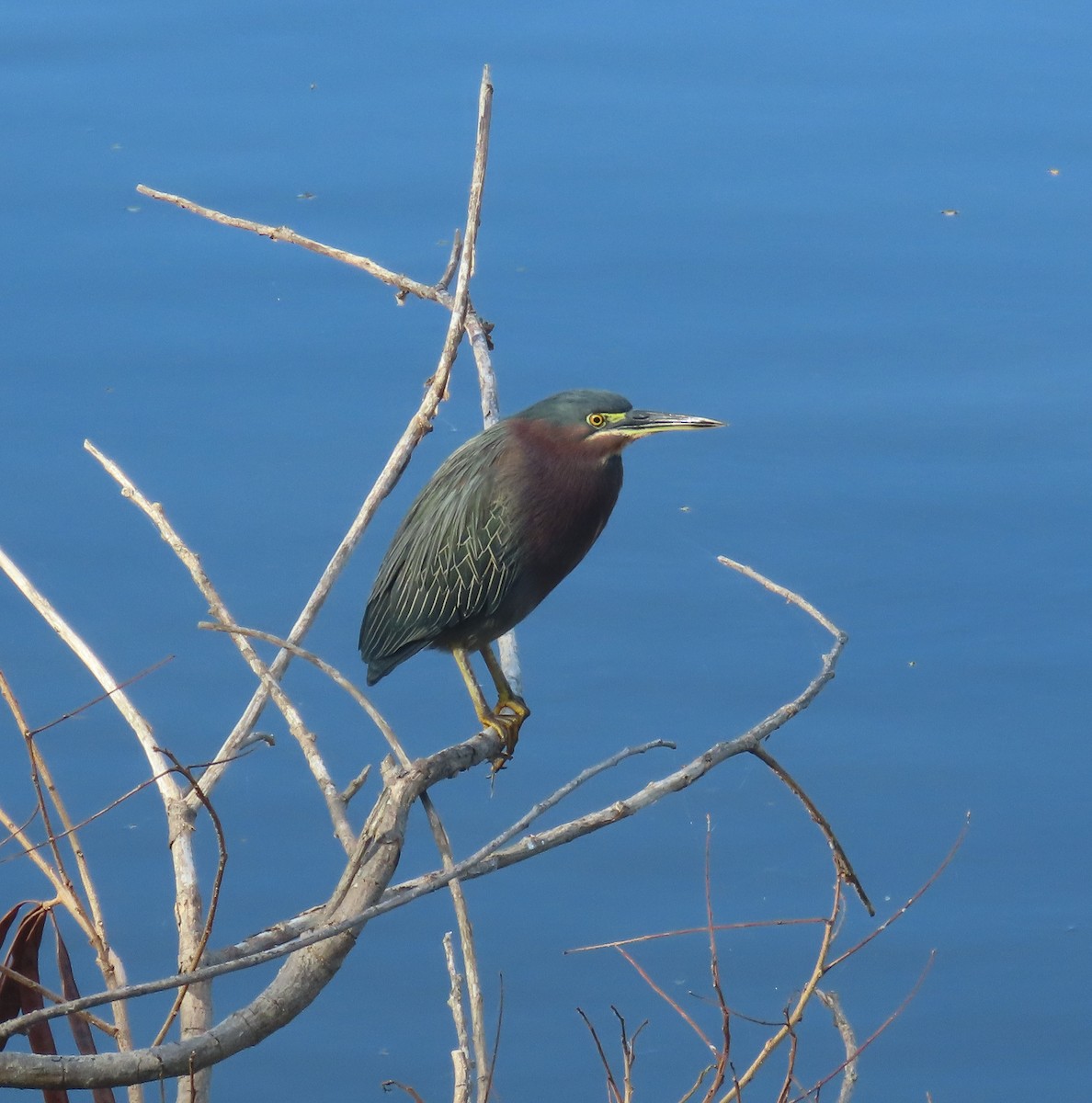 Green Heron - ML628185046