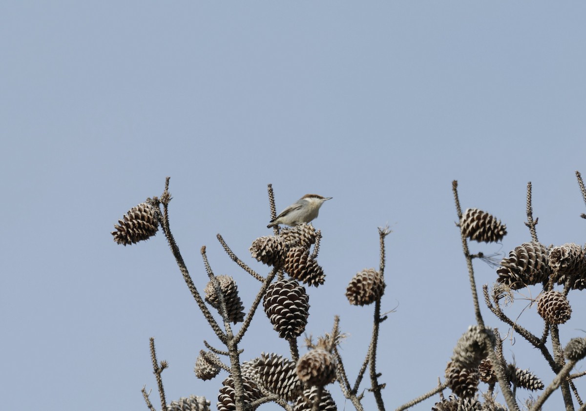 Brown-headed Nuthatch - ML628185281