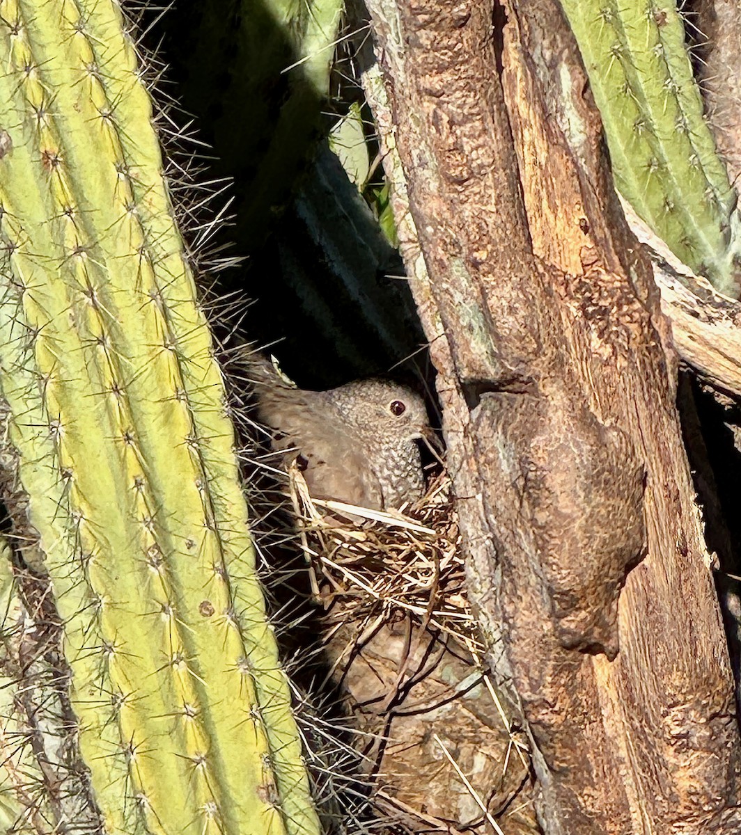 Common Ground Dove - ML628185393