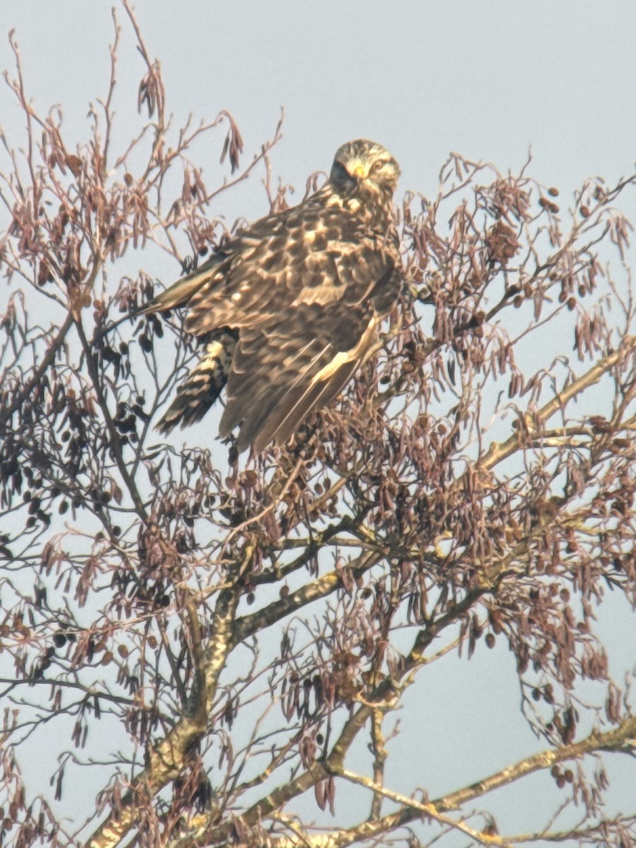 Rough-legged Hawk - ML628185425