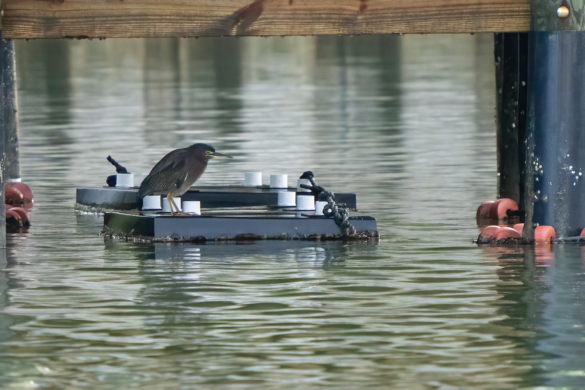 Green Heron - ML628185573