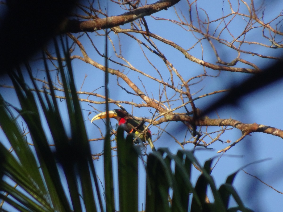 Ivory-billed Aracari - ML628185631