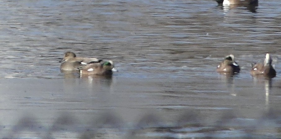 American Wigeon - ML628185866