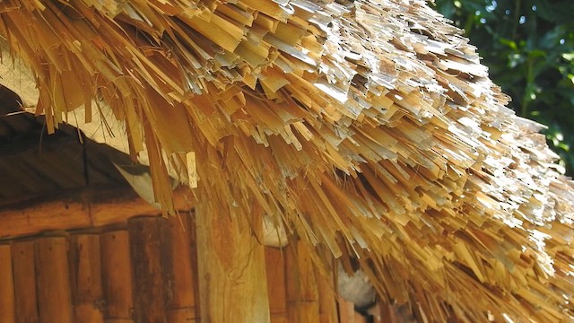 Antillean Palm Swift - ML628185870