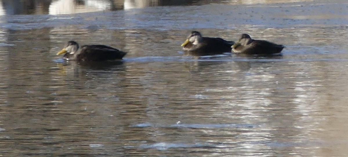 American Black Duck - ML628185879