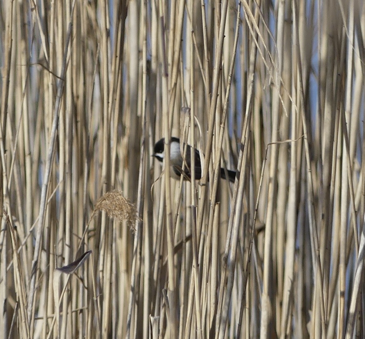 Black-capped Chickadee - ML628185901