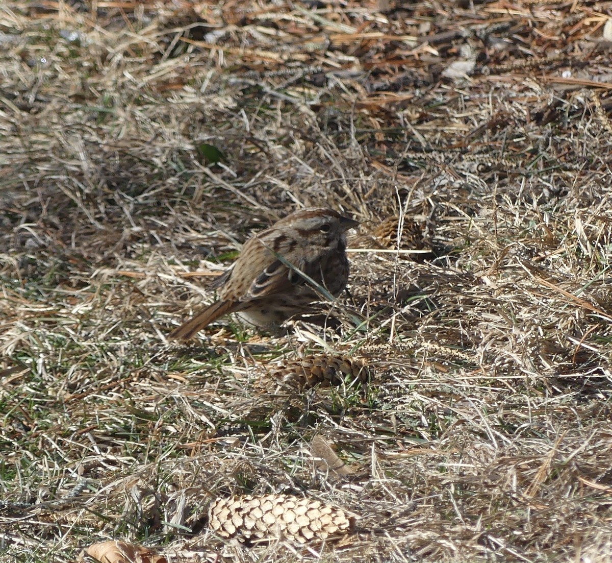 Song Sparrow - ML628185927