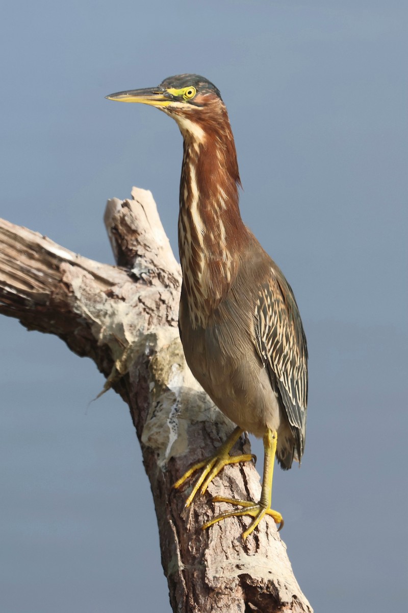 Green Heron - ML628186117