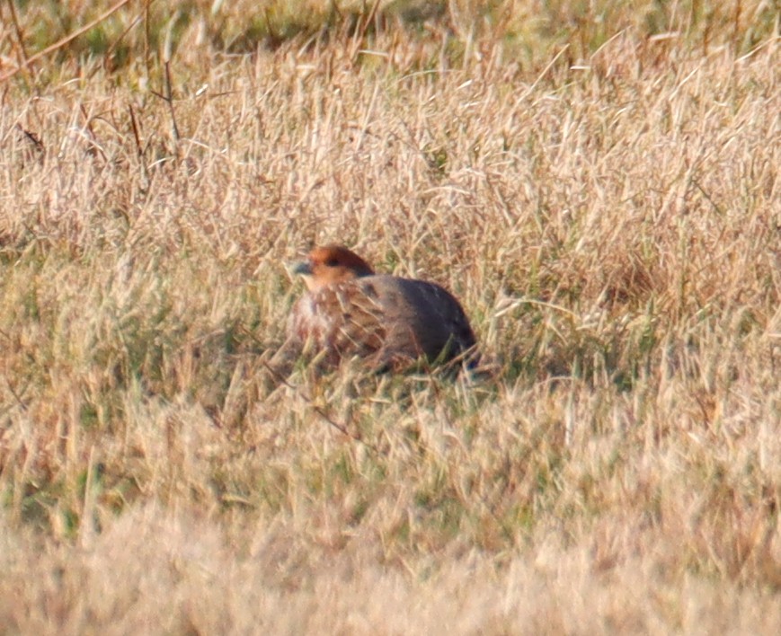 Gray Partridge - ML628186231