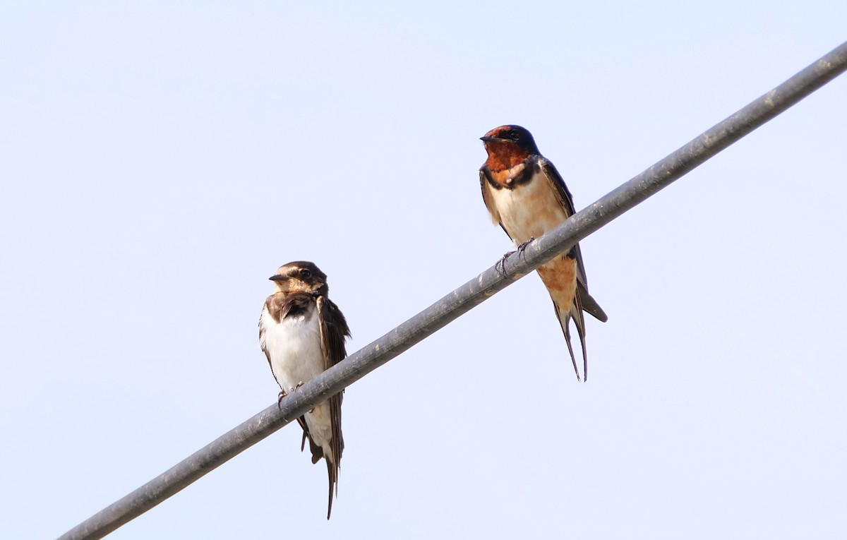 Barn Swallow - ML628186275