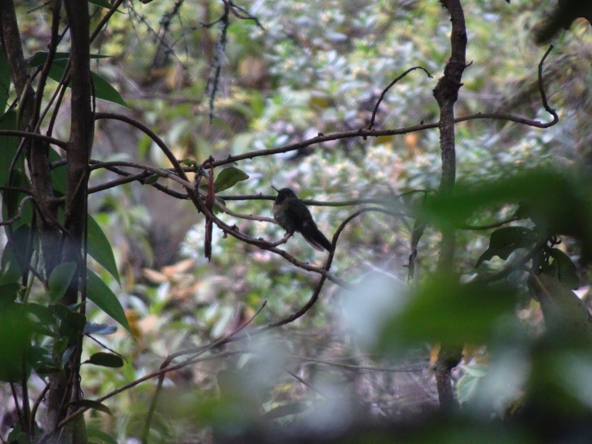 kolibřík dřišťálový - ML628186796