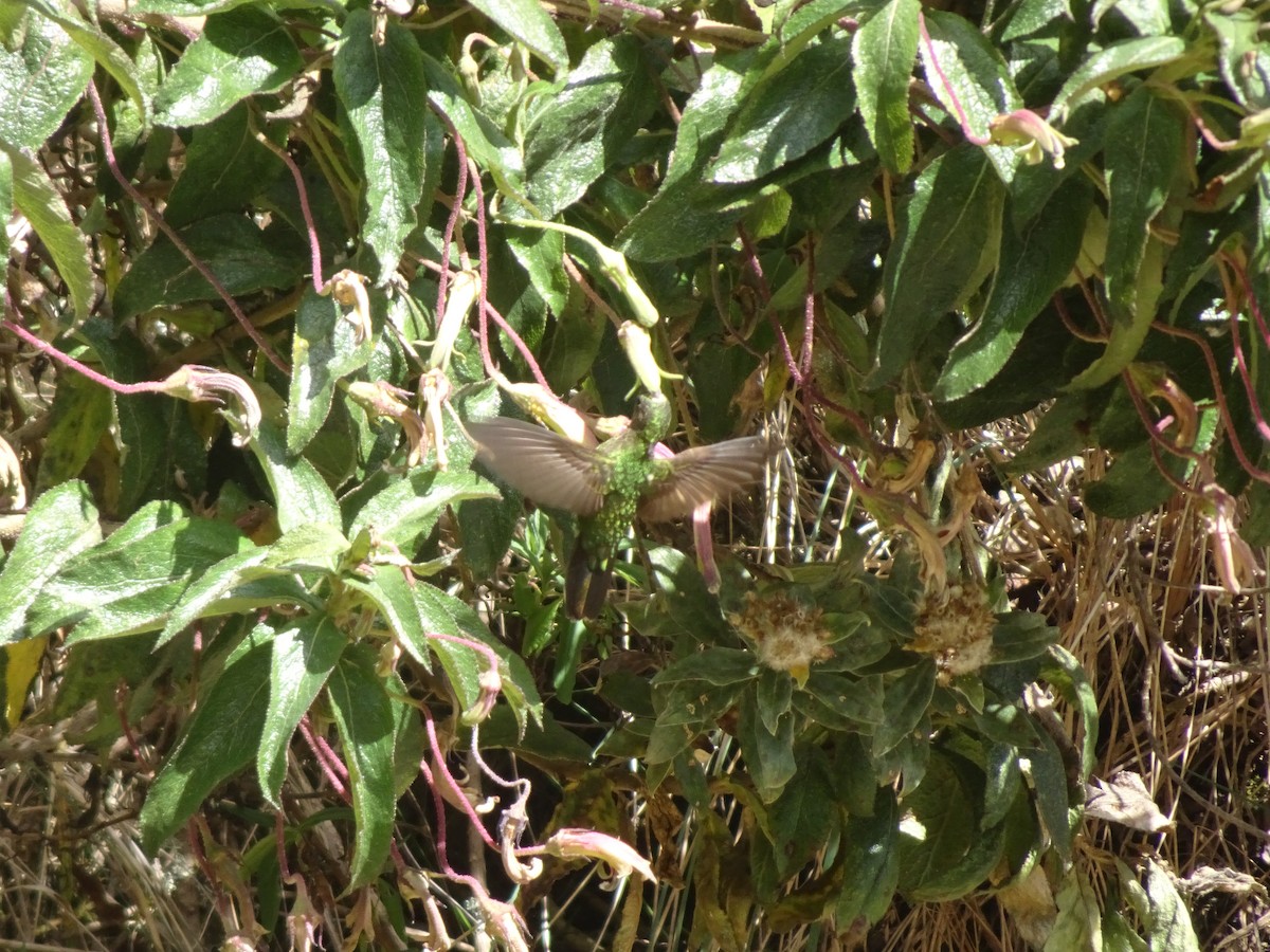 kolibřík dřišťálový - ML628186799