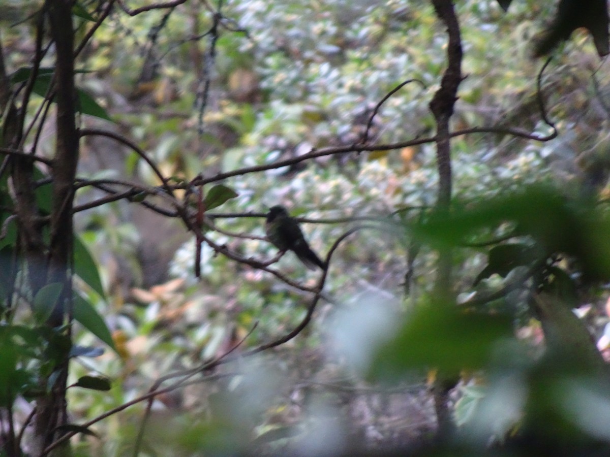 kolibřík dřišťálový - ML628186800