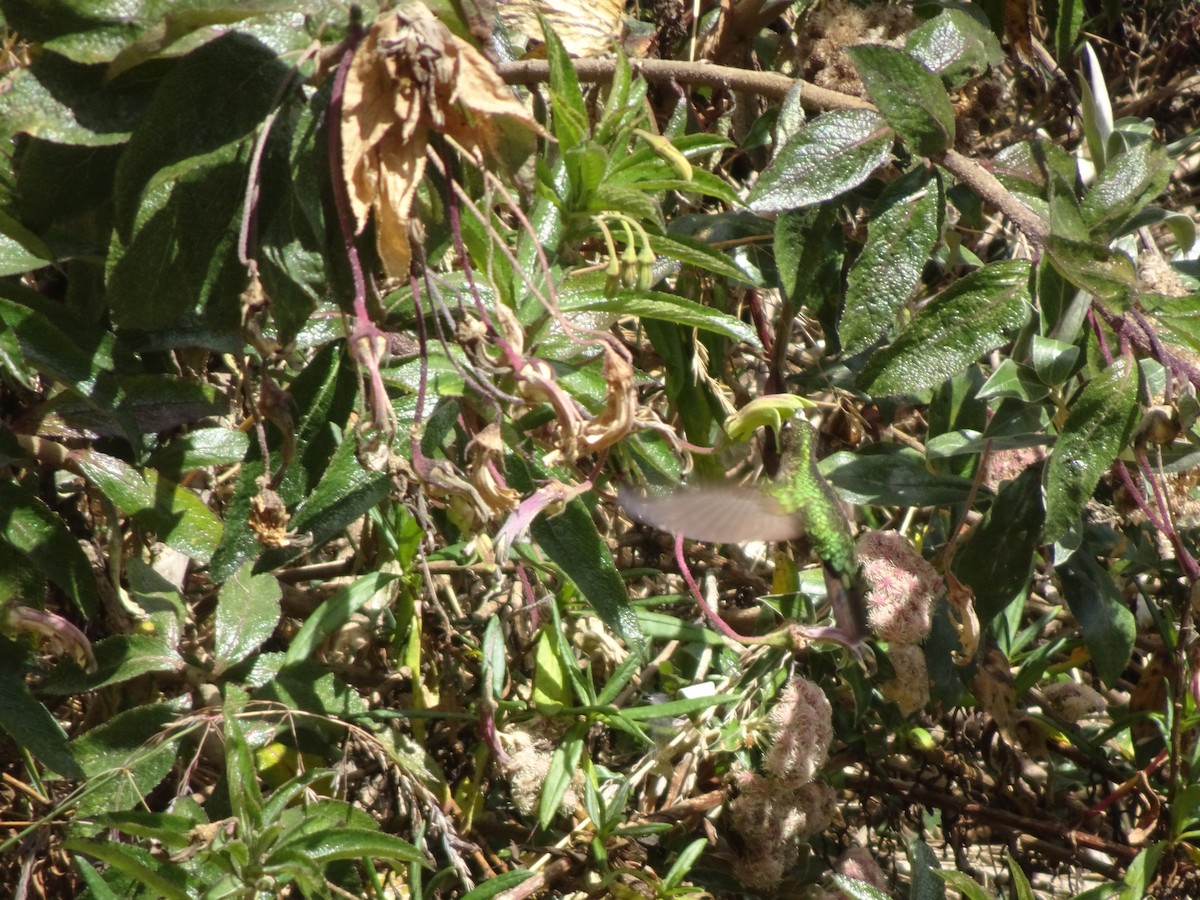 kolibřík dřišťálový - ML628186801