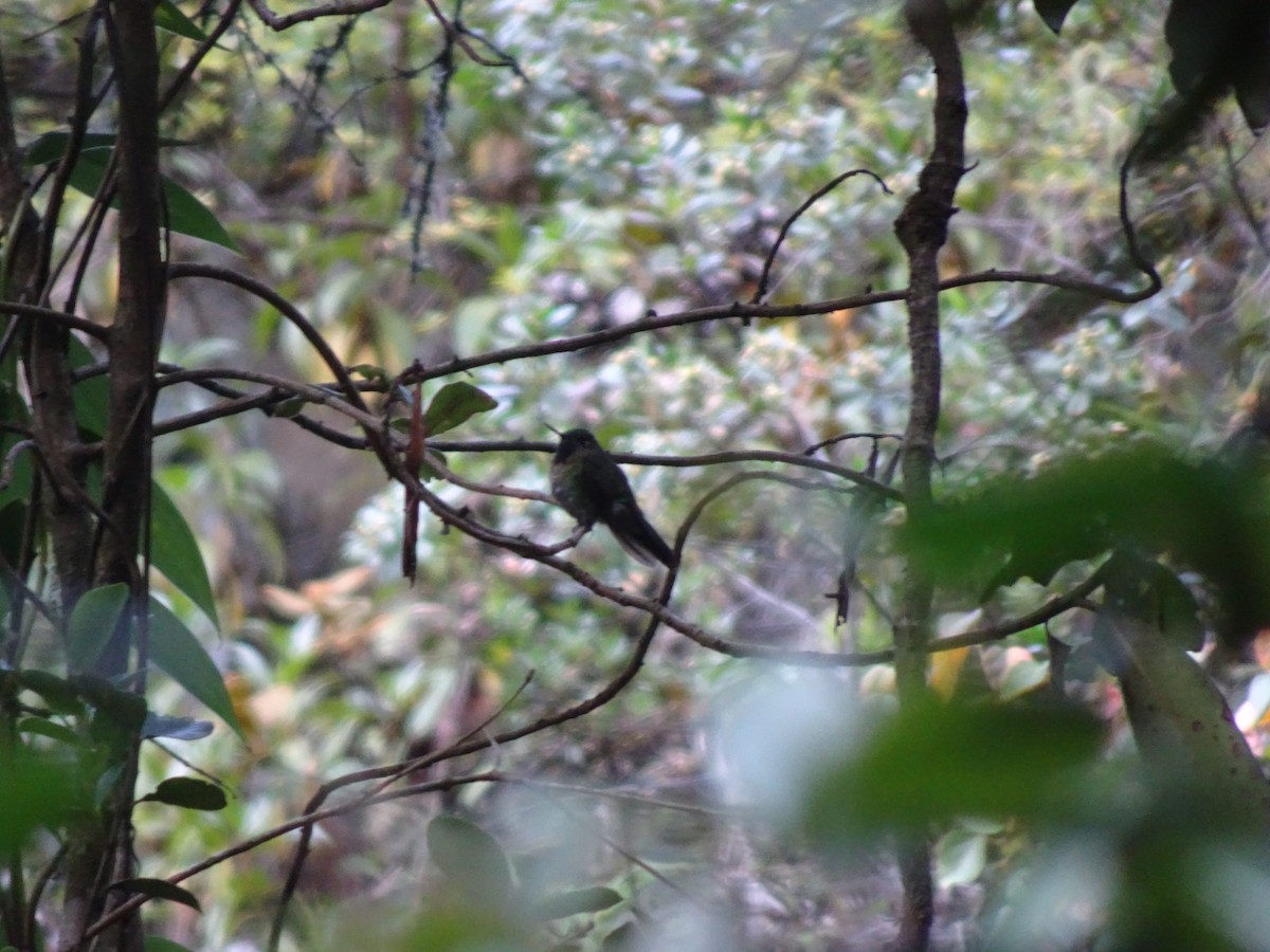 kolibřík dřišťálový - ML628186802