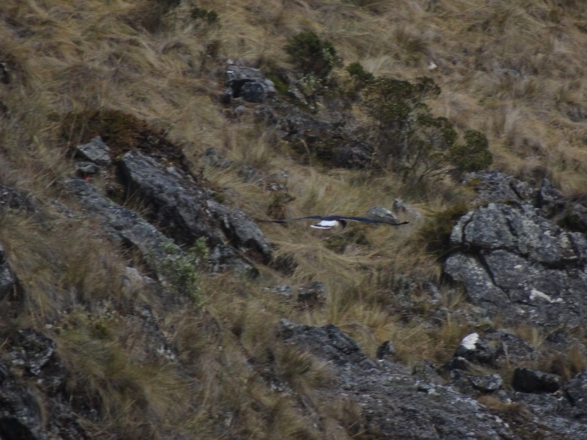 čimango horský - ML628186810