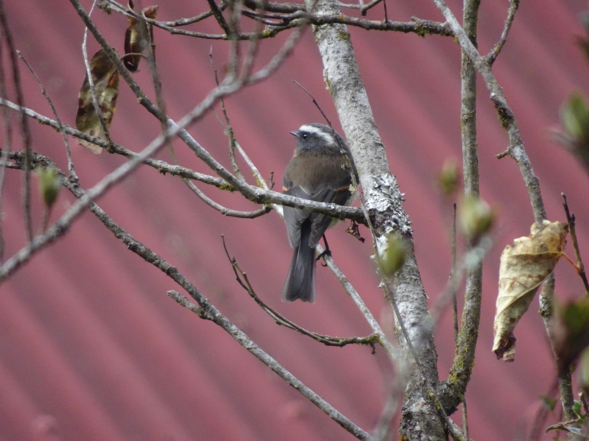 Black-capped Hemispingus - ML628186813