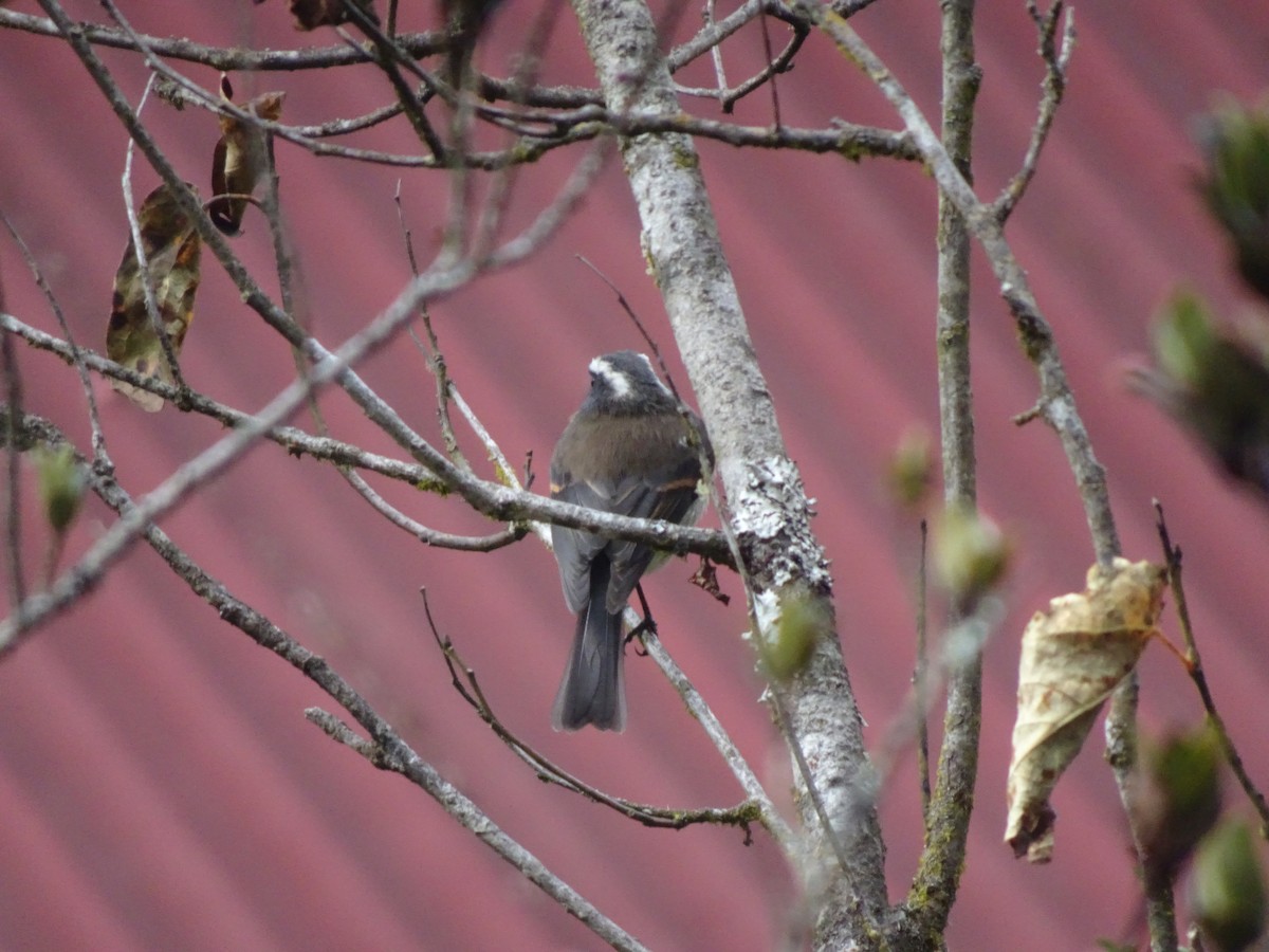 Black-capped Hemispingus - ML628186816