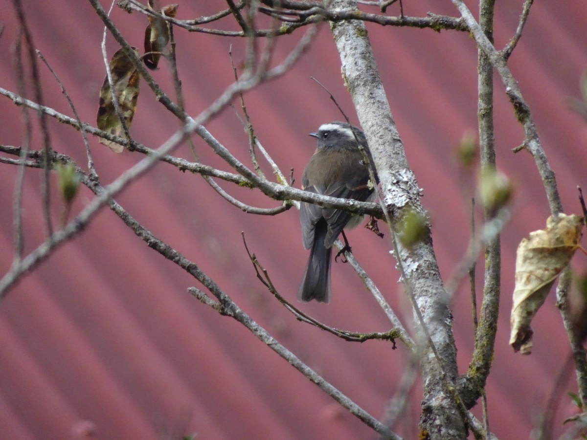 Black-capped Hemispingus - ML628186817