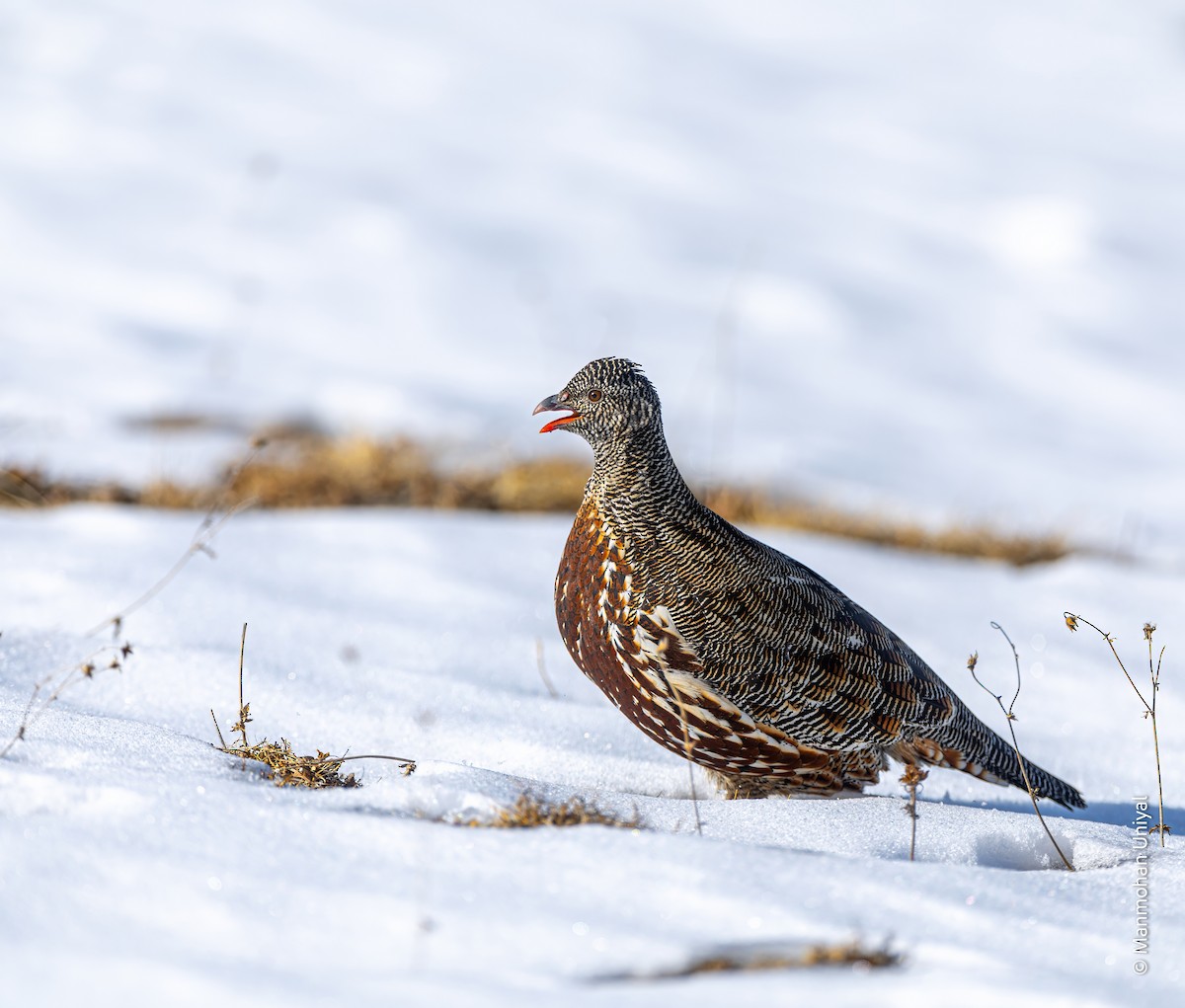 Snow Partridge - ML628186876