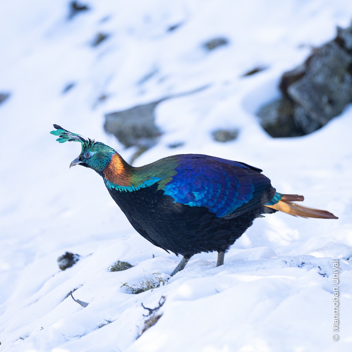 Himalayan Monal - ML628186890