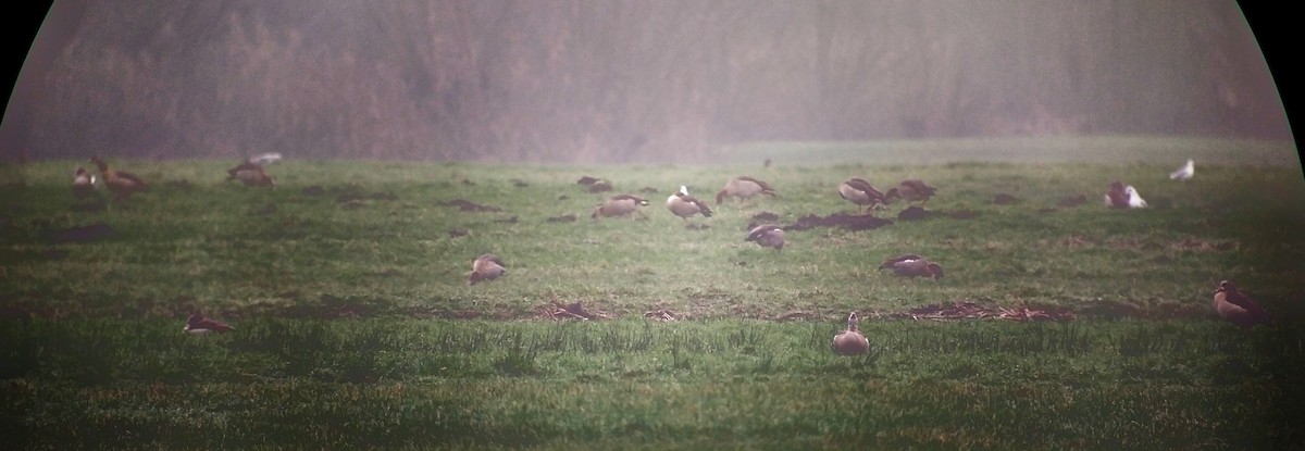Nilgans - ML628186924