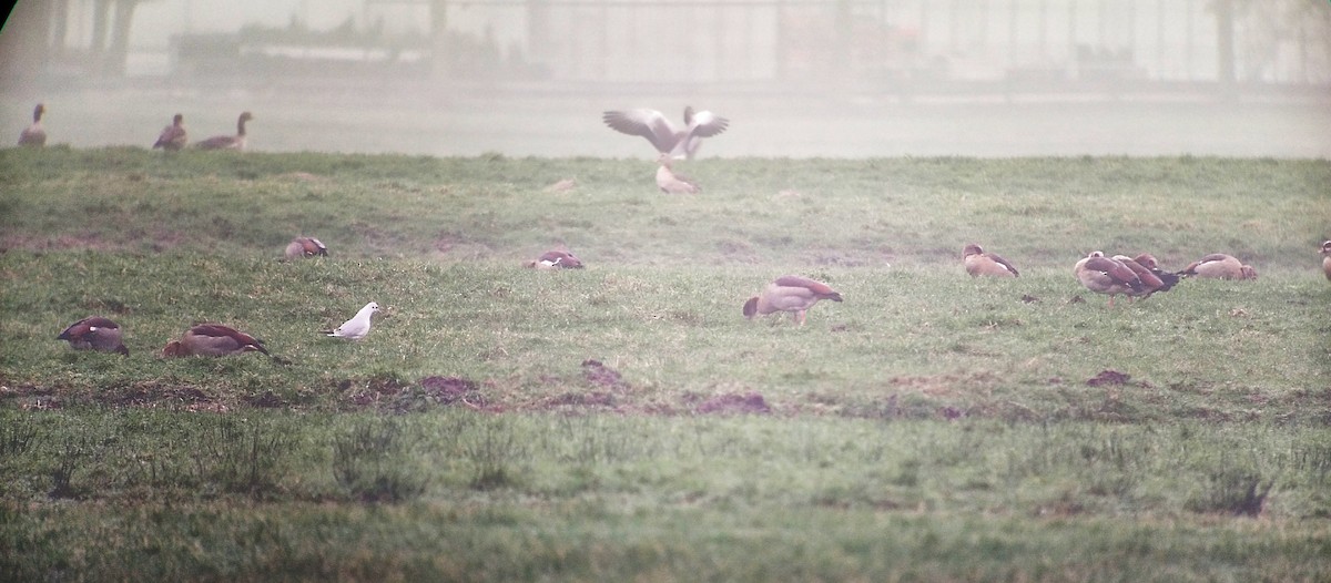 Nilgans - ML628186929