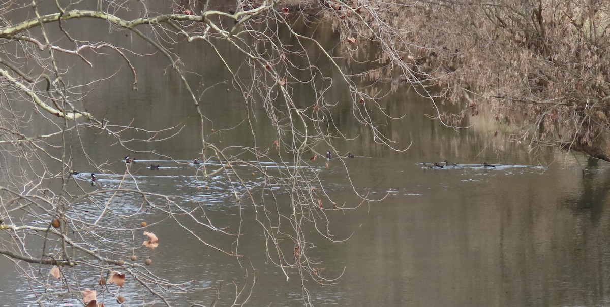 Wood Duck - ML628186997