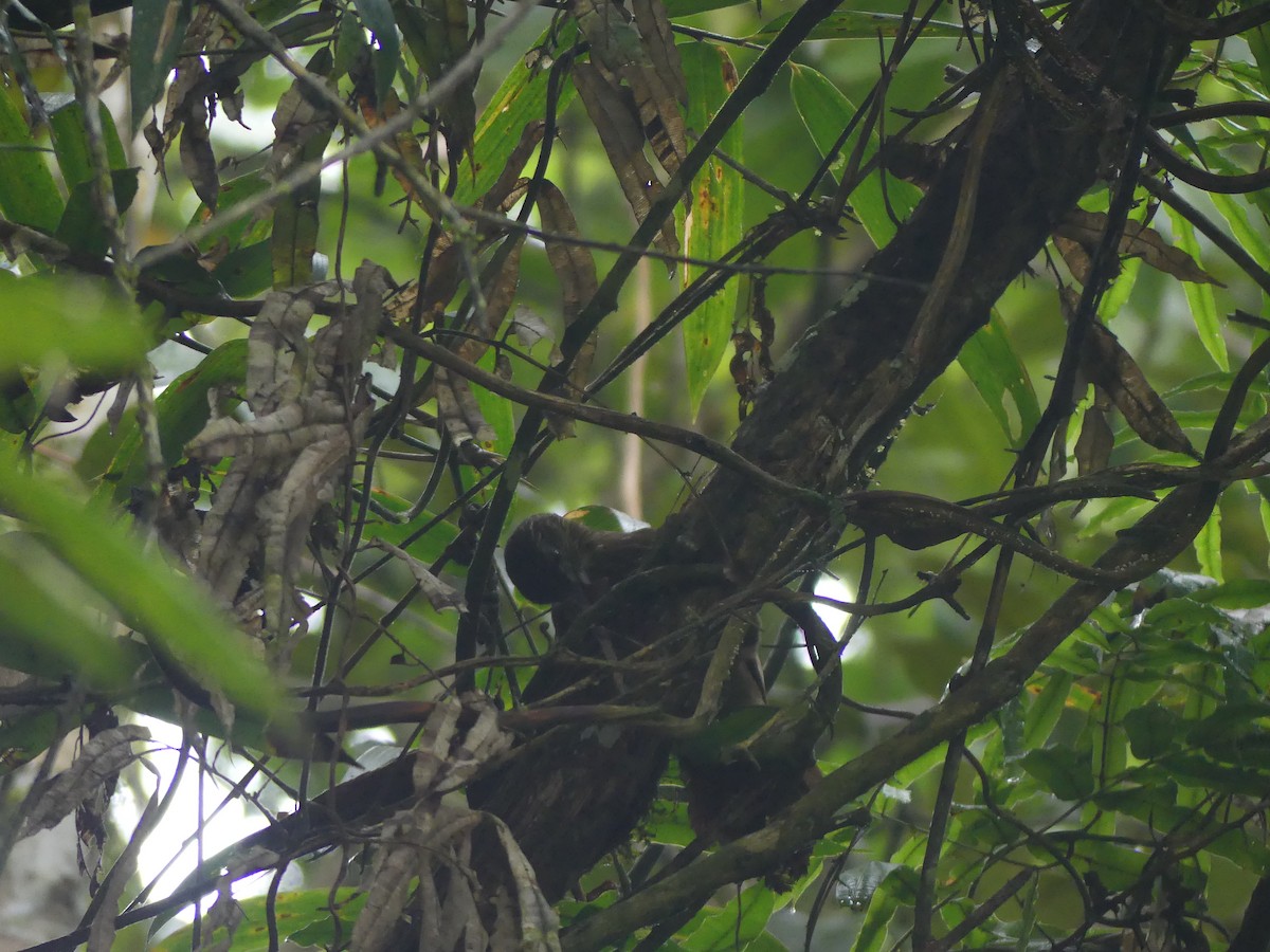Strong-billed Woodcreeper - ML628187005