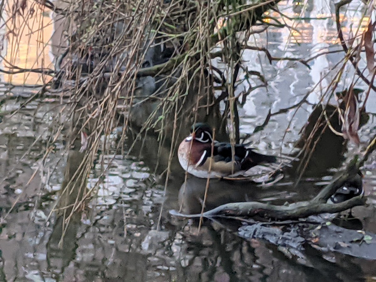 Wood Duck - ML628187019