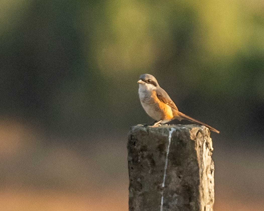 Gray-backed Shrike - ML628187123