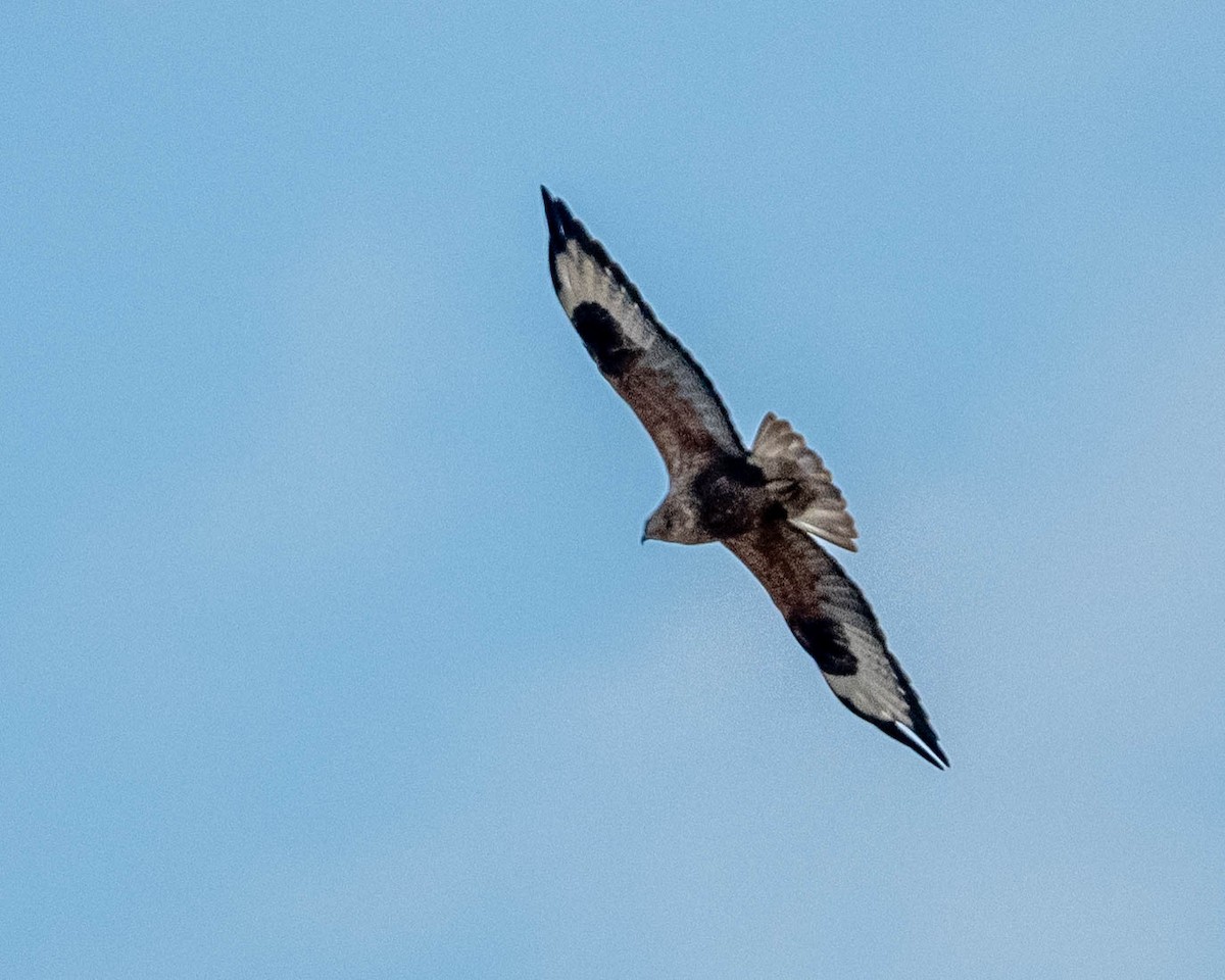 Талын сар - ML628187182