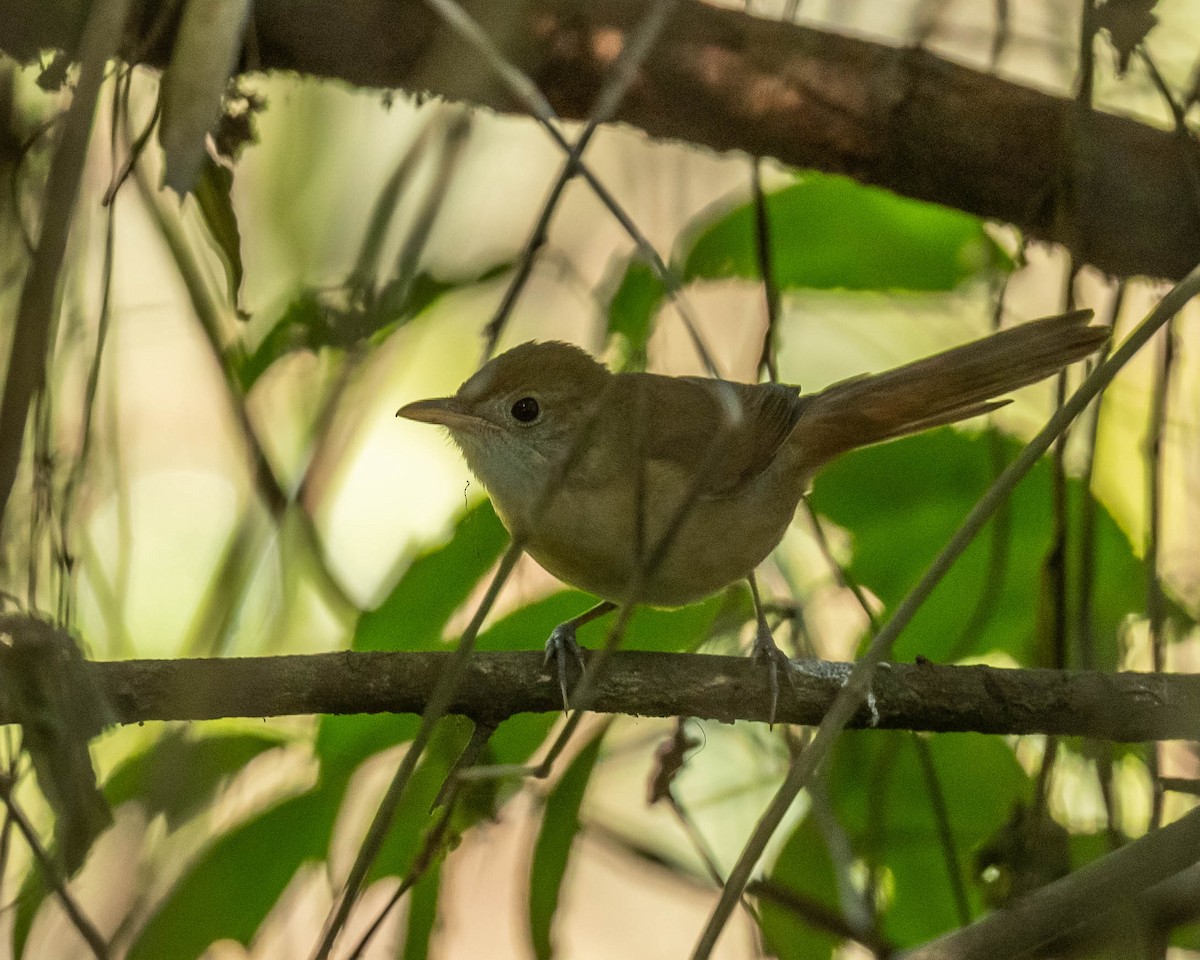 Банхар охил бялзуухай - ML628187195