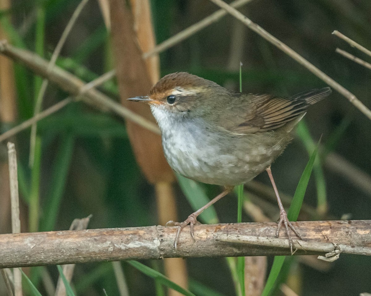Chestnut-crowned Bush Warbler - ML628187201