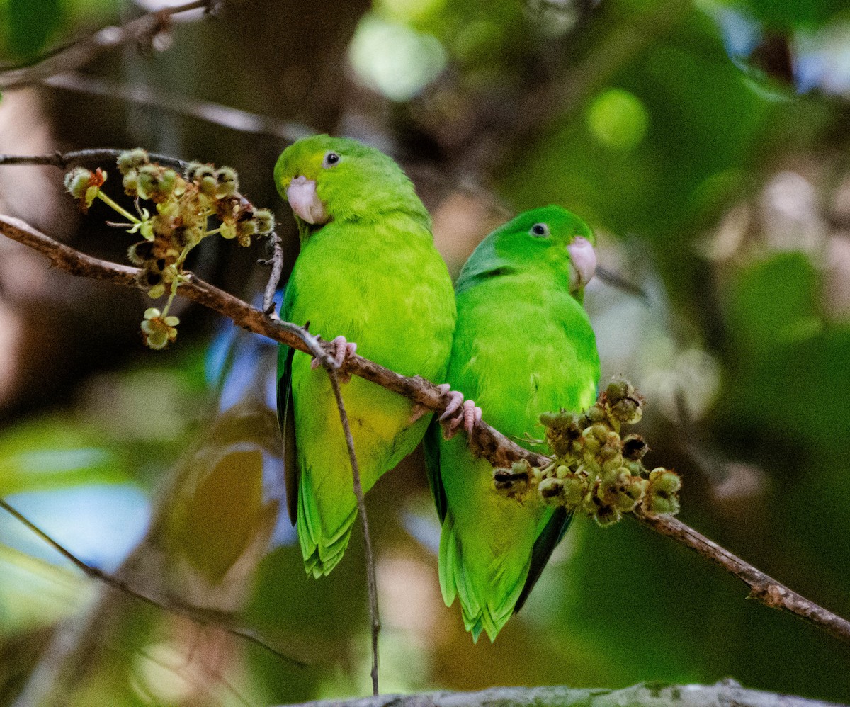 Green-rumped Parrotlet - ML628187207