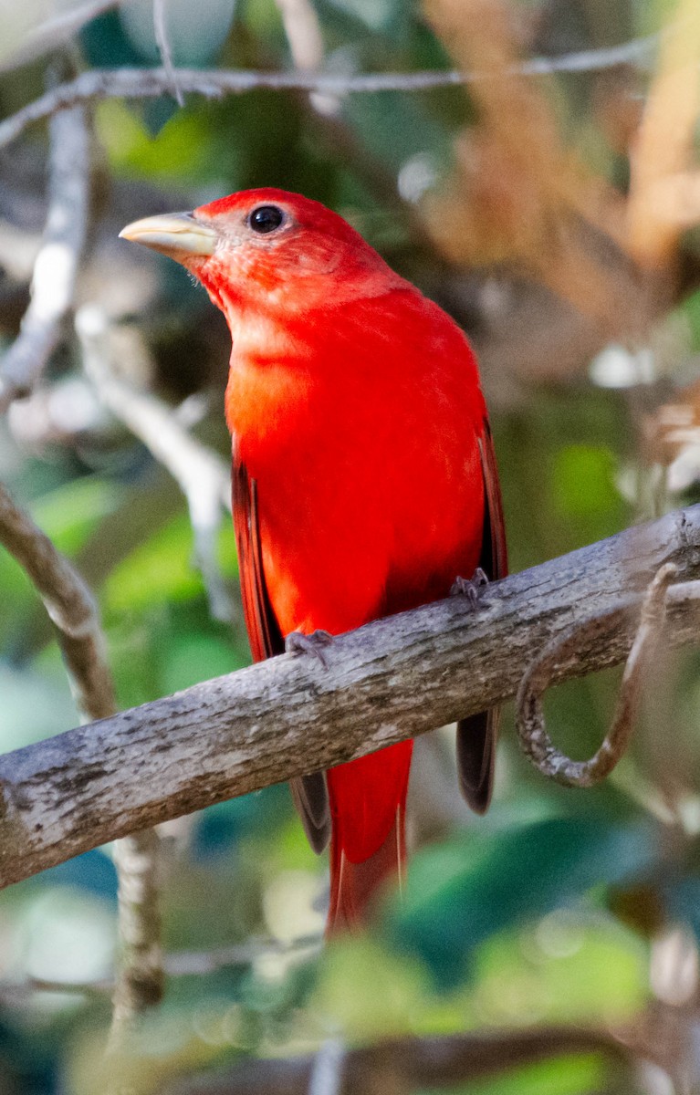 Summer Tanager - ML628187216