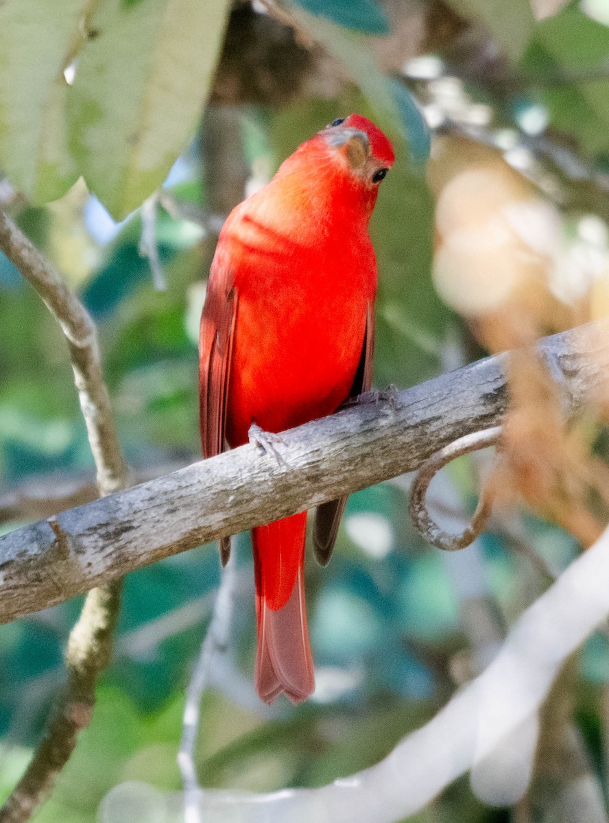 Summer Tanager - ML628187219
