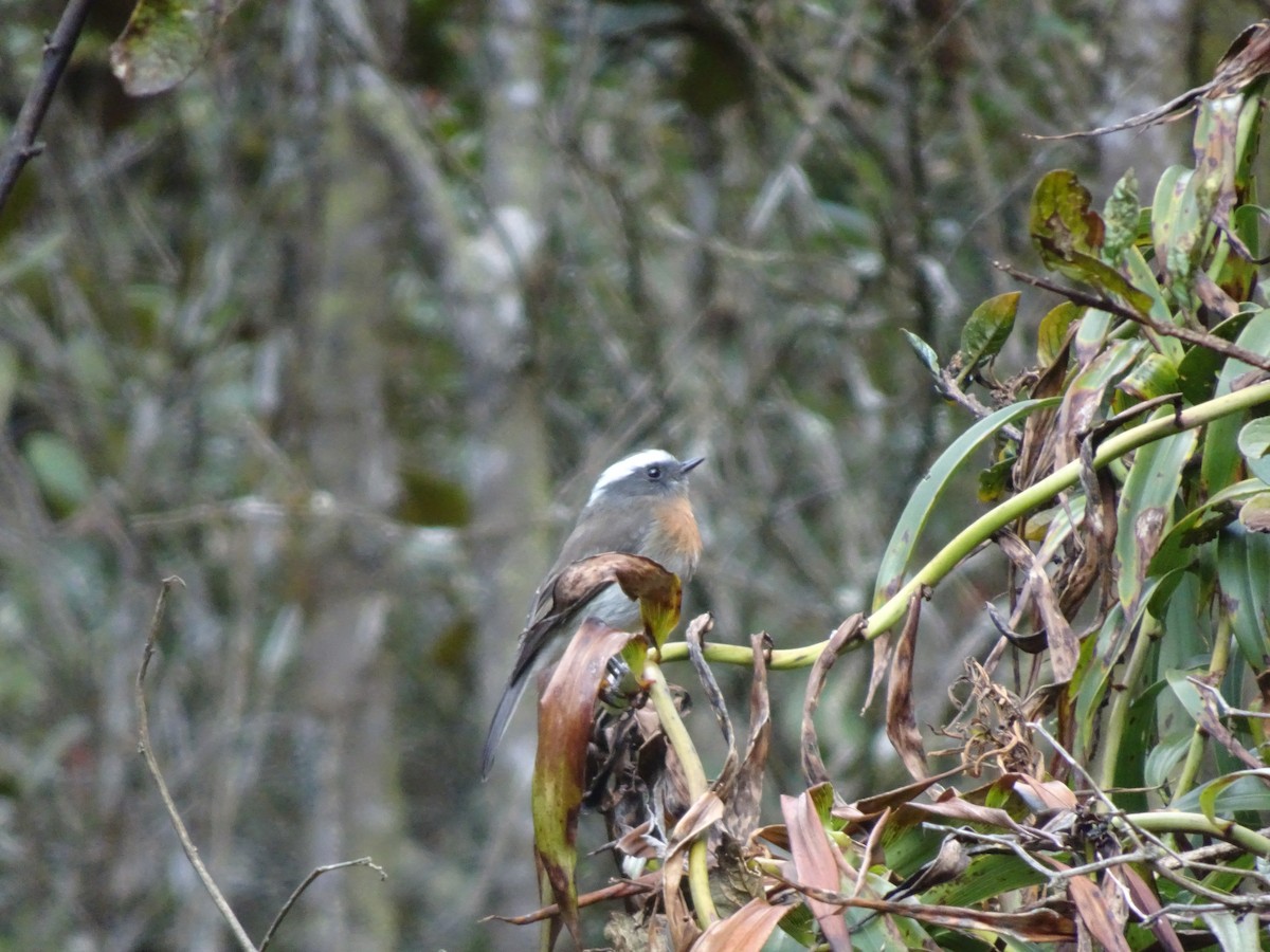 Rufous-breasted Chat-Tyrant - ML628187220