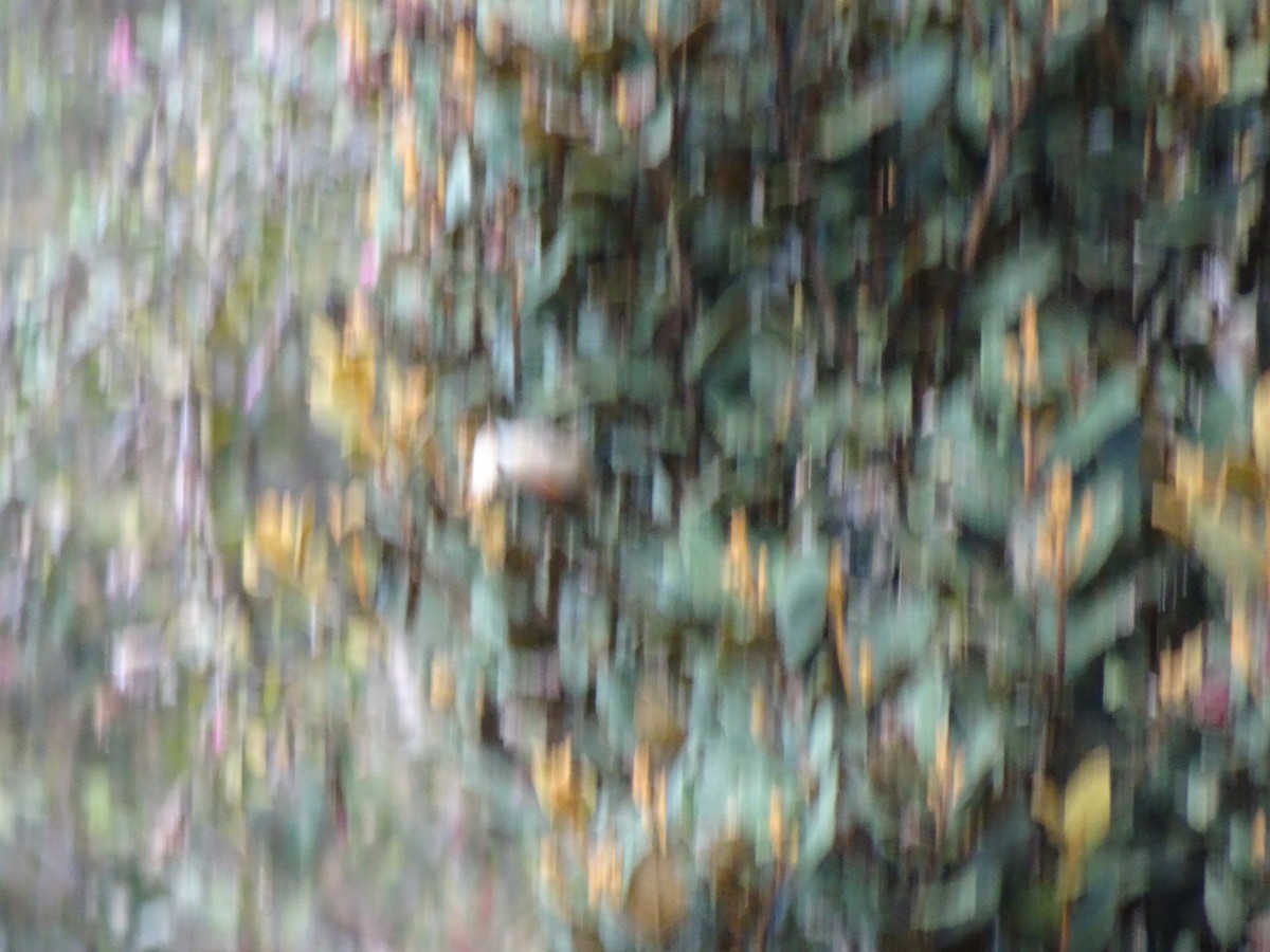 Creamy-crested Spinetail - ML628187225