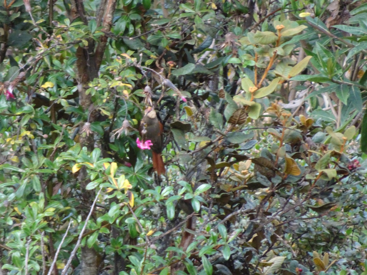 Creamy-crested Spinetail - ML628187226