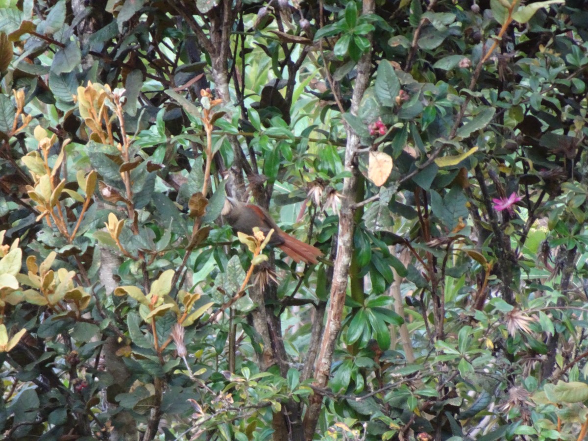 Creamy-crested Spinetail - ML628187227