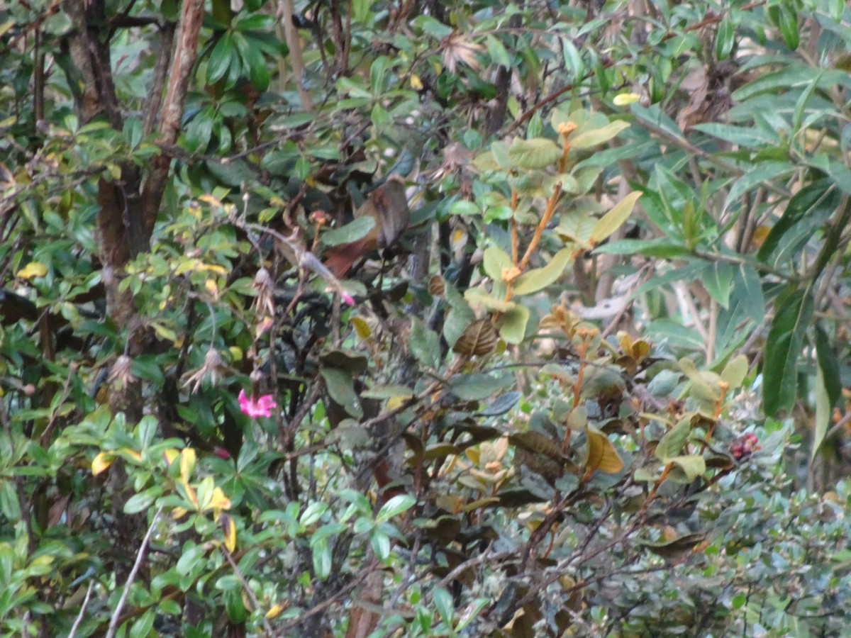 Creamy-crested Spinetail - ML628187228