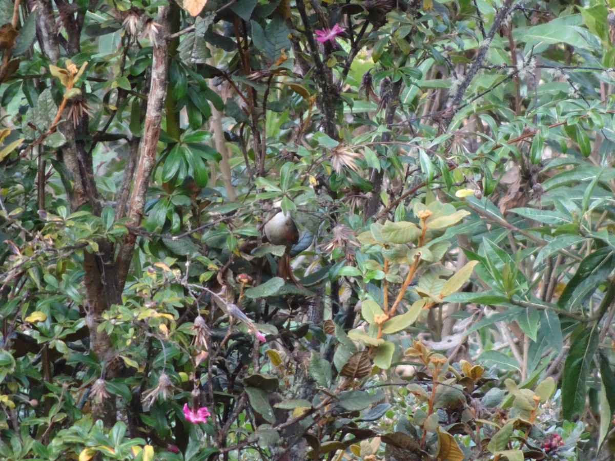 Creamy-crested Spinetail - ML628187229