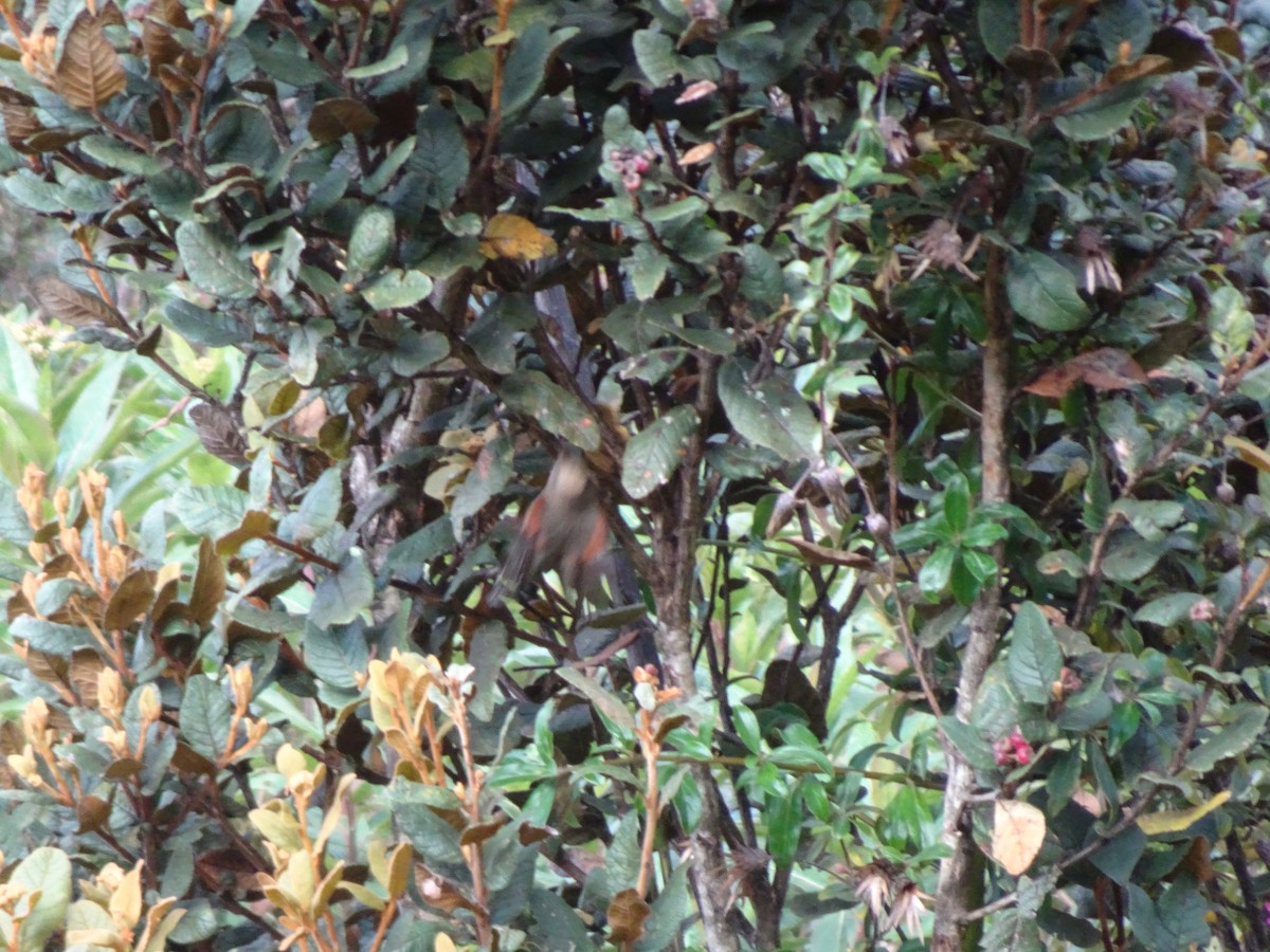 Creamy-crested Spinetail - ML628187230