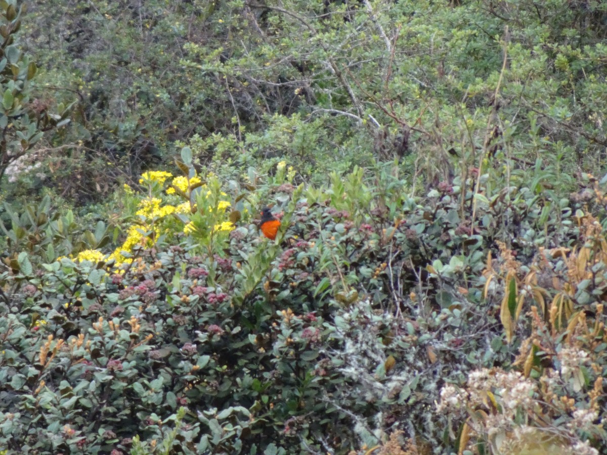 Scarlet-bellied Mountain Tanager - ML628187262