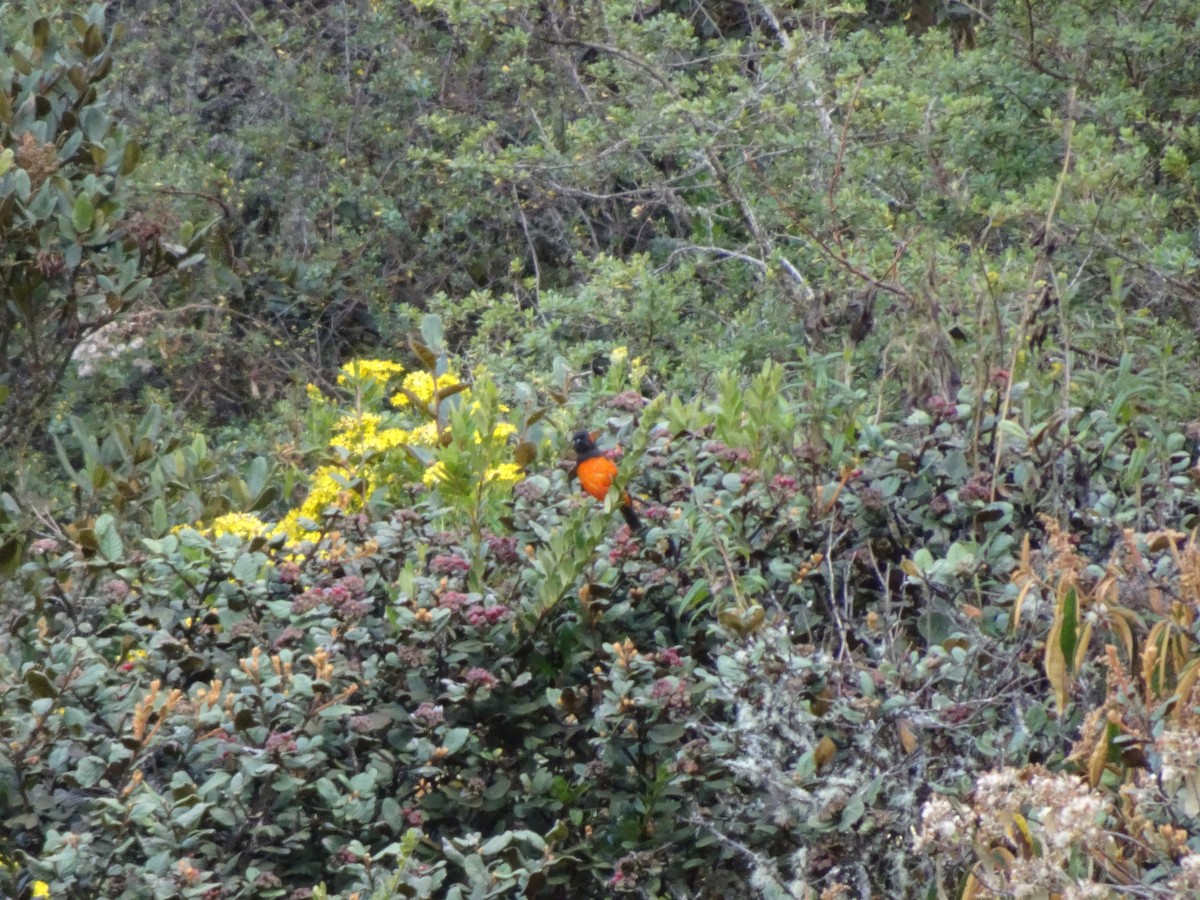 Scarlet-bellied Mountain Tanager - ML628187263